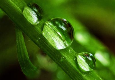 Resting Raindrops